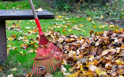 Au jardin ce mois-ci : quels travaux réaliser en novembre ?