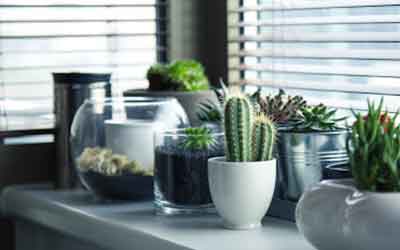 Plantes succulentes & Cactus : mode d’emploi