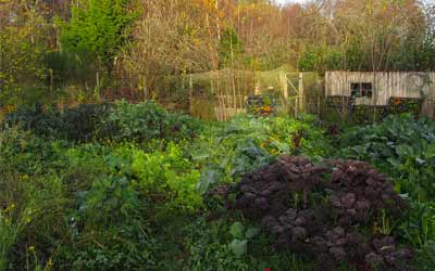 Jardinage durable : découvrez la permaculture