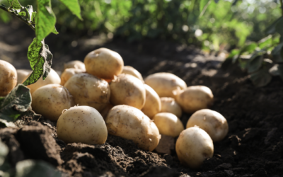Comment planter les pommes de terre nouvelles.