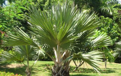 Tailler les palmiers