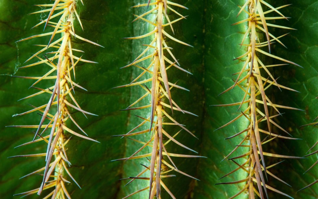 Cactus : entretien et plantation
