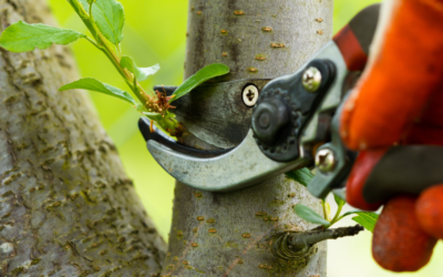 Entretien des outils de jardinage : préparez-les pour le printemps