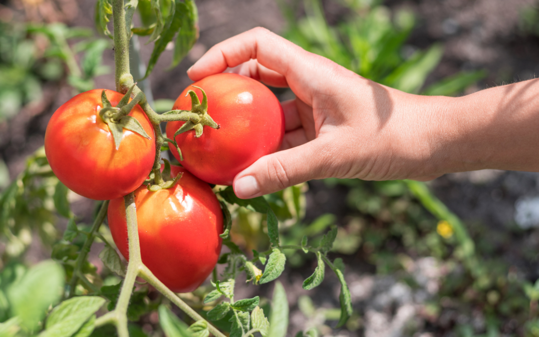 Réussir la culture des tomates : conseils et erreurs à éviter