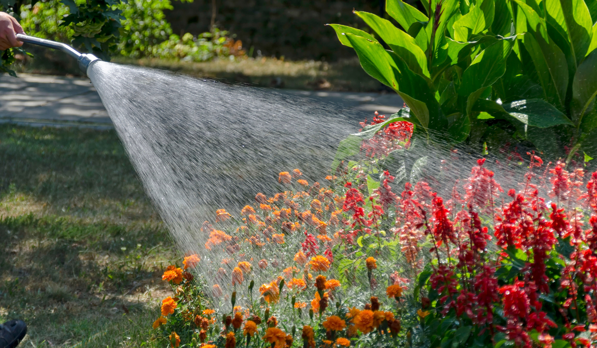 Arrosage goutte à goutte écoresponsable pour potager. Solution économique pour réduire la consommation d'eau et protéger le potager du soleil en été.