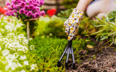 Préparer son potager au printemps : conseils & étapes clés