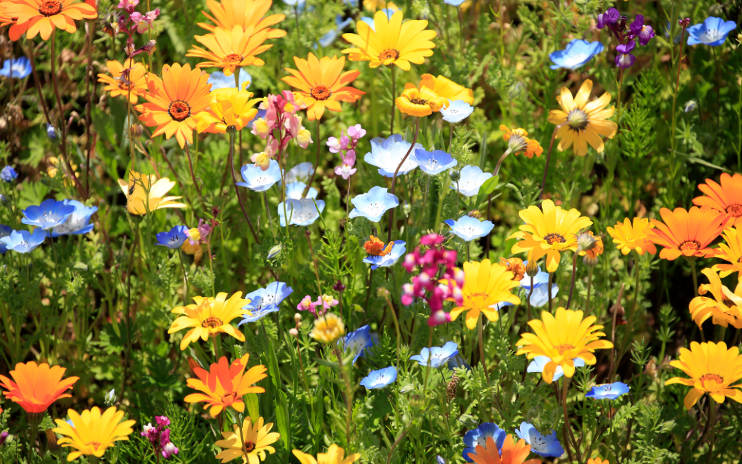 Préparer son jardin au printemps : l’importance d’un bon terreau