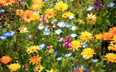 Préparer son jardin au printemps : l’importance d’un bon terreau