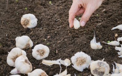Planter de l’ail : le guide pour une récolte réussie