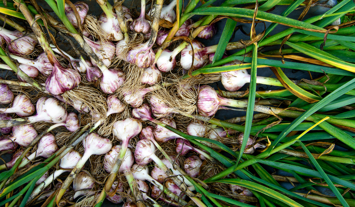 Arrosage goutte à goutte écoresponsable pour potager. Solution économique pour réduire la consommation d'eau et protéger le potager du soleil en été.