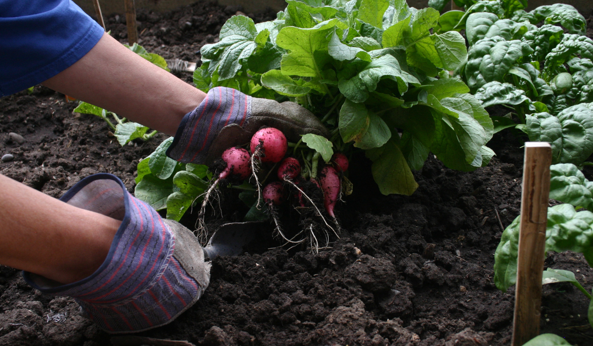 Arrosage goutte à goutte écoresponsable pour potager. Solution économique pour réduire la consommation d'eau et protéger le potager du soleil en été.