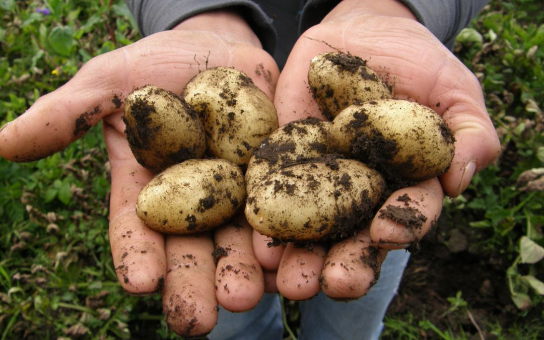 Quel engrais pour vos pommes de terre ?