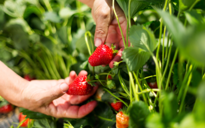 Cultiver ses fruits rouges : fraises, framboises et groseilles au naturel