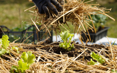 Protégez votre jardin de la sécheresse et optimisez l’arrosage