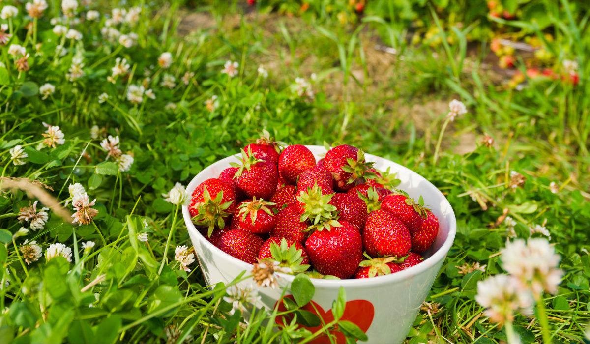 Arrosage goutte à goutte écoresponsable pour potager. Solution économique pour réduire la consommation d'eau et protéger le potager du soleil en été.