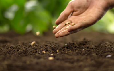 Les semis en pleine terre : réussir ses plantations de légumes de saison