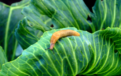 Limaces au jardin en août : comment protéger votre potager naturellement ?