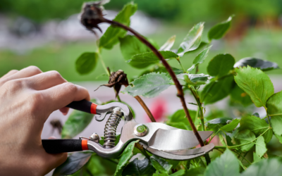 Taille des plantes en juillet : que couper au jardin pour favoriser une belle reprise ?