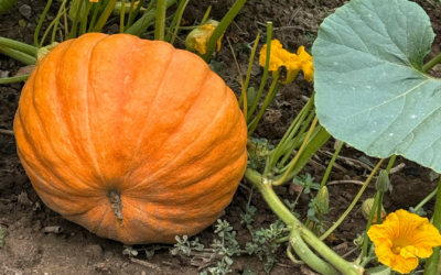 Octobre au jardin : entre couleurs d’automne et préparatifs d’hiver