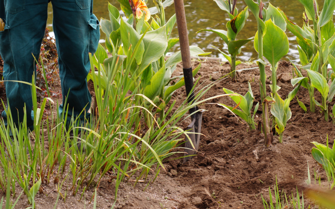 Septembre au jardin : préparer la terre pour un automne généreux